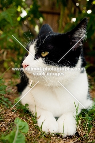 bi-coloured short haired cat lying on grass