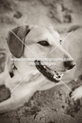 mongrel lying in sand