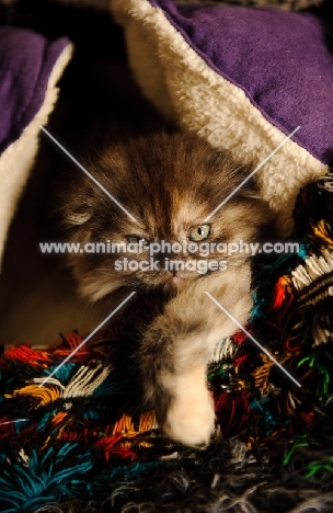 Scottish Fold kitten in blankets.