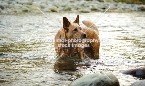 red Australian Cattle Dog standing in water