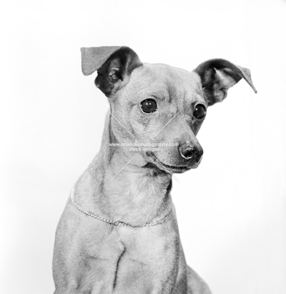 Miniature Pinscher portrait