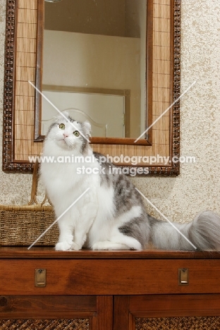 American Curl sitting at home