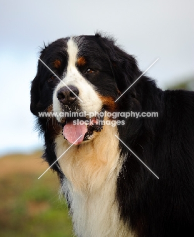 Bernese Mountain Dog