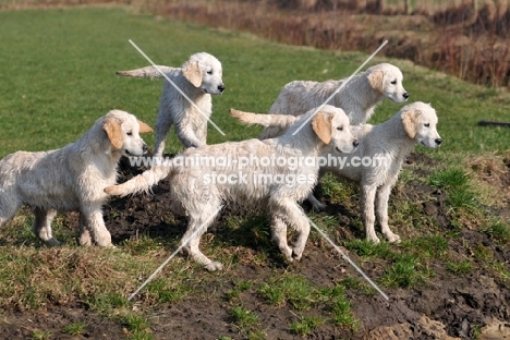 five young Golden Retrievers