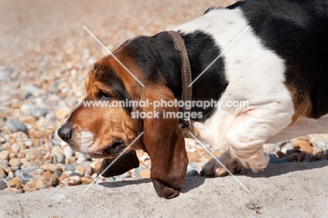 Basset hound walking along a wall