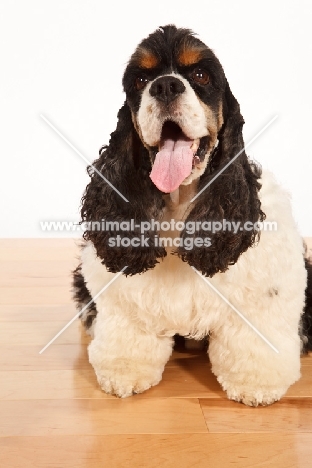 American Cocker Spaniel