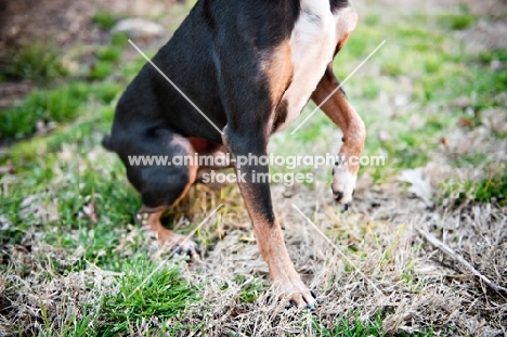 detail of miniature pinscher's raised paw