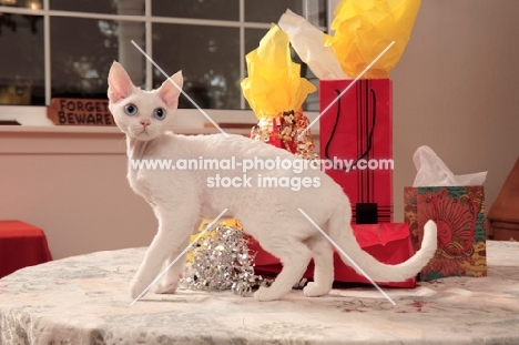 white Devon Rex standing on table with gifts