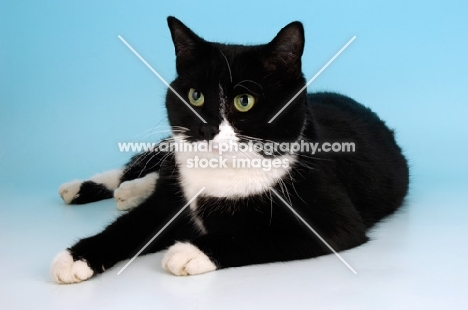 bi-coloured cat lying down on blue background