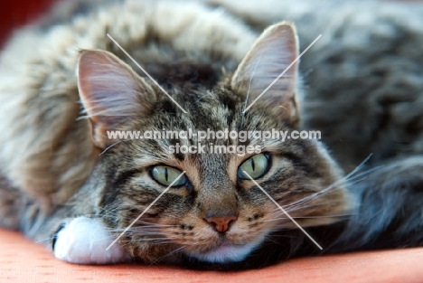 tabby cat looking at camera