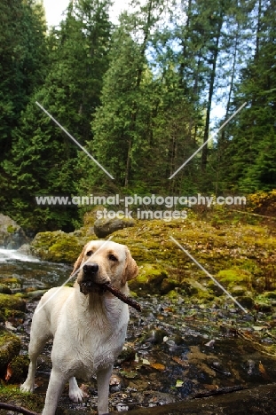 Labrador Retriever with stick