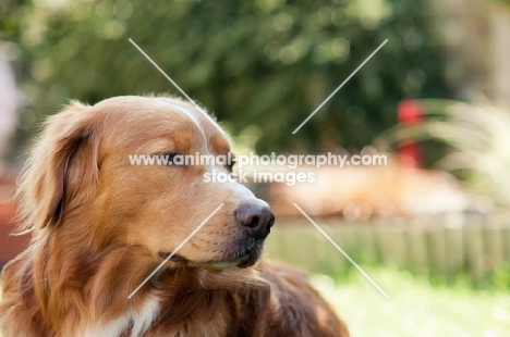 Nova Scotia Duck Tolling Retriever 