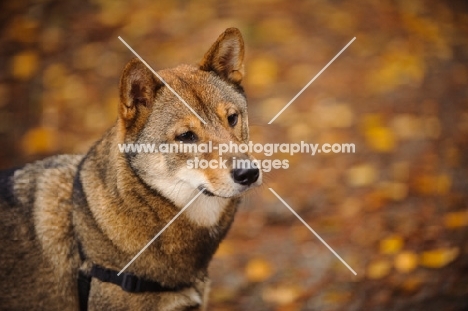 Shiba Inu in autumn