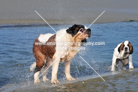 Saint Bernard shaking water 