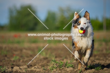 blue merle australian shepherd running with a colorful ball in her mouth, ears up