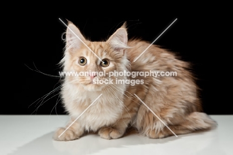 Maine Coon cat lying down, looking at camera