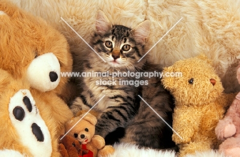 norwegian forest kitten with cuddly toys