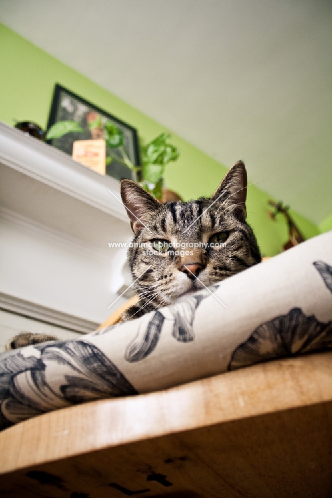 Tabby cat peaking over side of chair