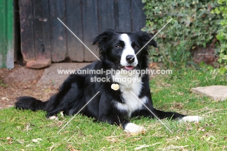 black and white Border Collie