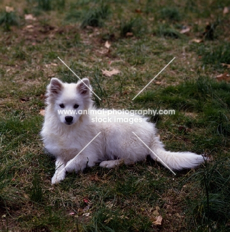 american eskimo dog laying on grass