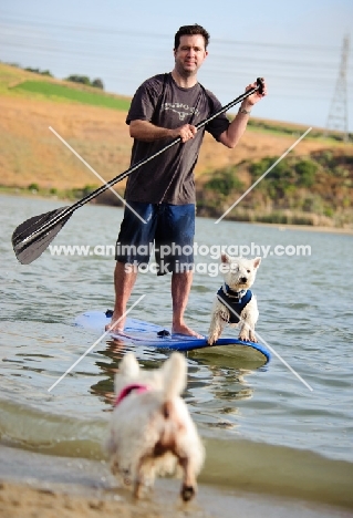 West Highland White Terrier on surfboard