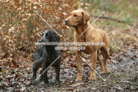 English Cocker Spaniel with Labrador