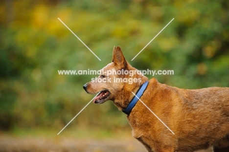 Australian Cattle Dog profile