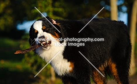 Bernese Mountain Dog chewing stick