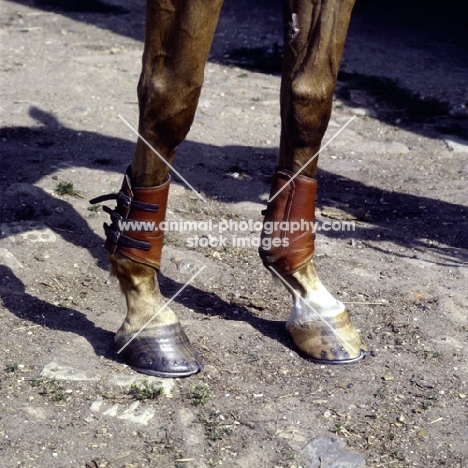 well shod horse's hooves, horse's leg protection, boots