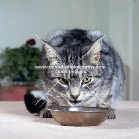 tabby cat at a feeding bowl, ben