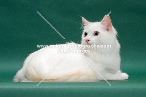 young male cream point bi-Colour Ragdoll, lying down