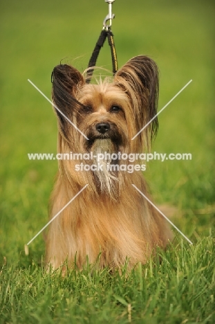 yorkshire terrier cross papillon