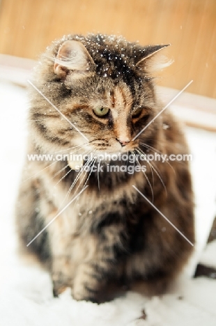 non pedigree cat sitting outside in snow