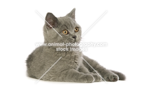 british shorthaired kitten lying down, looking away