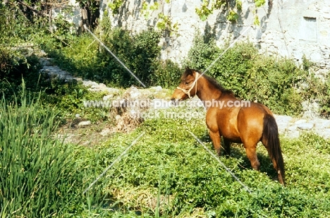 horse standing amongst greenery, breed unknown)