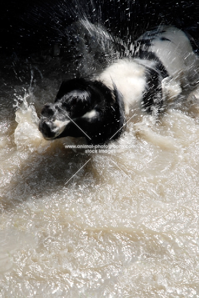 english springer shaking water off