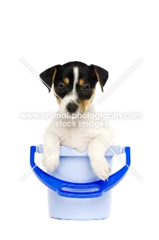 Jack Russell puppy in a blue bucket