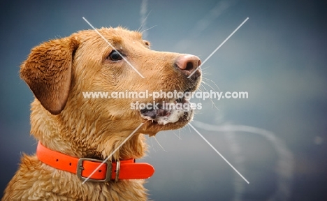 Labrador Retriever