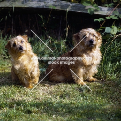 two champion norfolk terriers sitting on grass