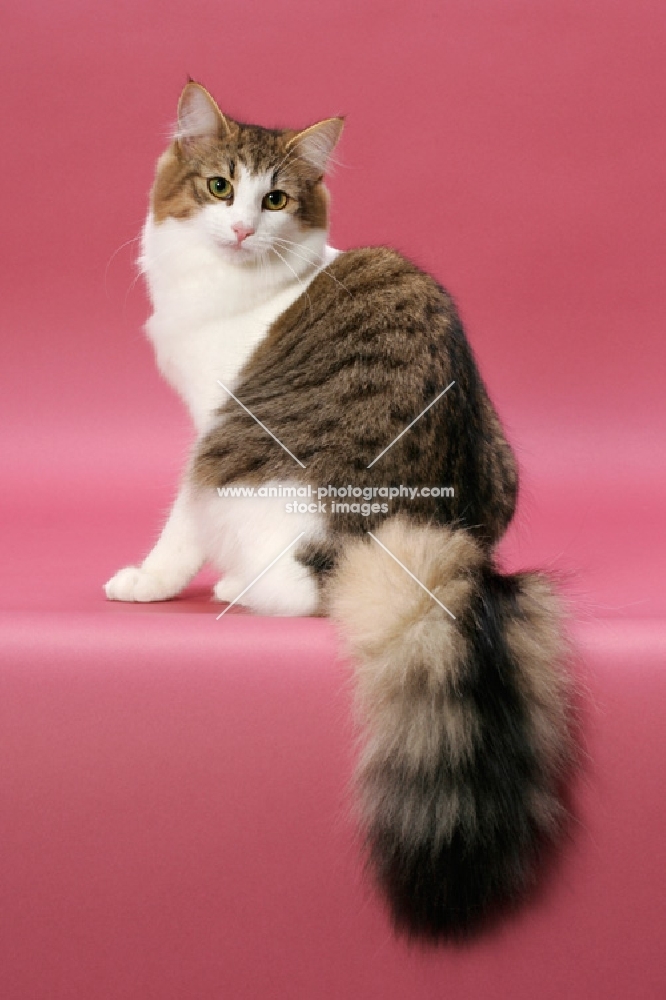 Brown Mackerel Tabby & White Norwegian Forest cat