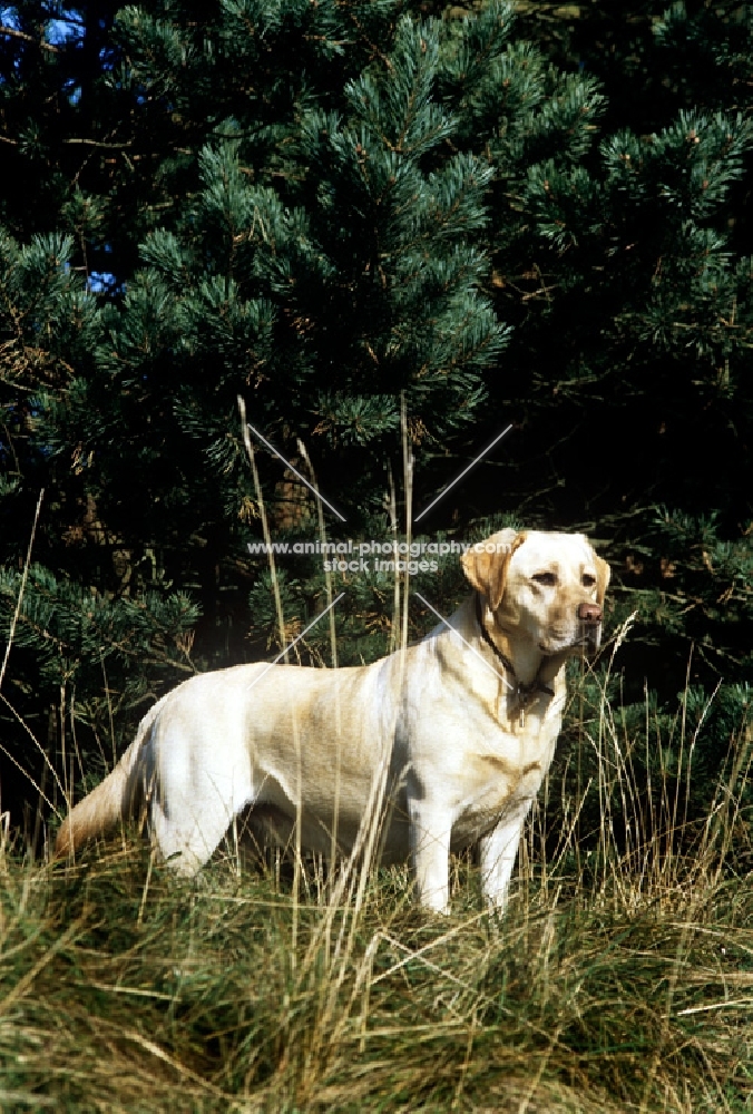 labrador in woodland