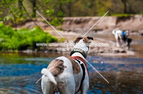 Lurcher back view