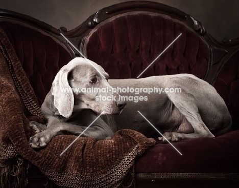 grey dog on crimson couch