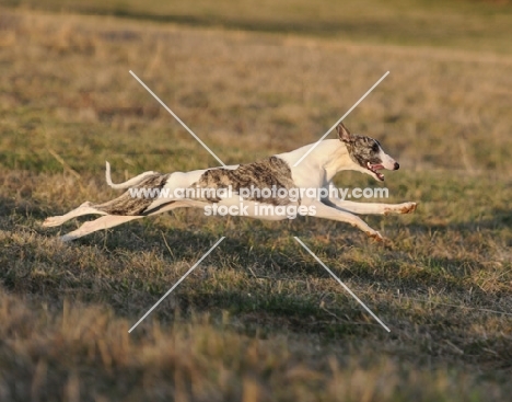 long slender dog running in field