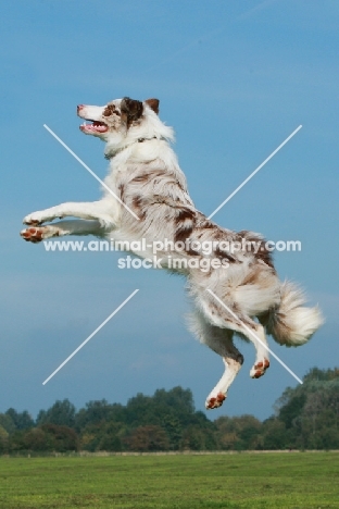 Border Collie jumping into air