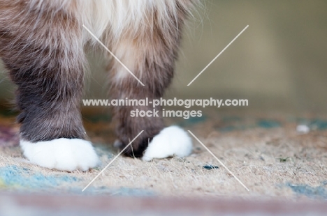 Ragdoll paws