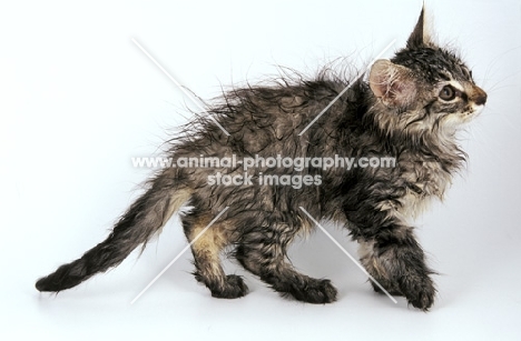 wet norwegian kitten walking