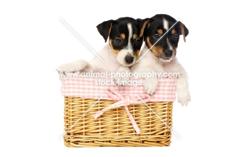 Jack Russell puppies in a wicker basket, isolated on a white background