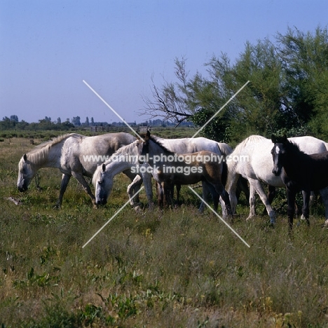 group of Camargue mares grazing and foals 