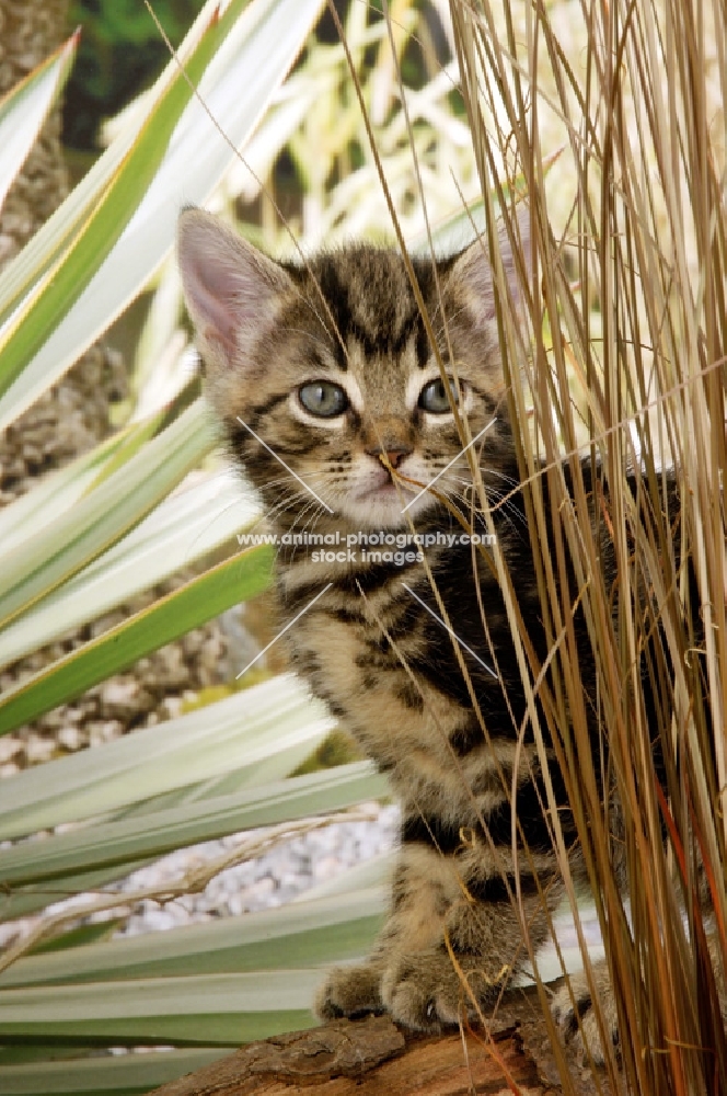 tabby kitten behind greenery